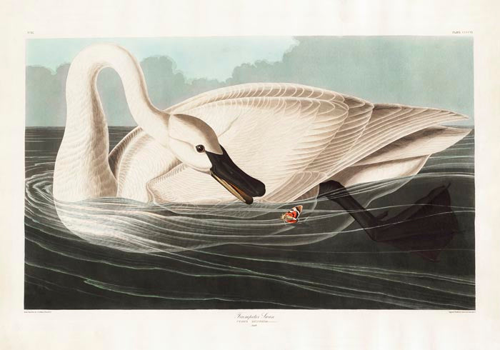 Trumpeter Swan from Birds of America Poster – Handgedruckt Berlin — Ansicht 3
