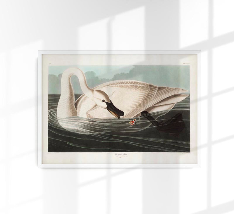 Trumpeter Swan from Birds of America Poster – Handgedruckt Berlin — Patroa Studio