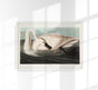 Trumpeter Swan from Birds of America Poster – Handgedruckt Berlin