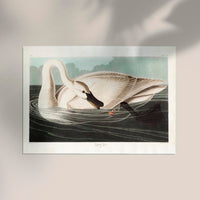 Trumpeter Swan from Birds of America Poster – Handgedruckt Berlin — Ansicht 2
