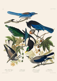 Yellow-Billed Magpie, Stellers Jay, Ultramarine Jay and Clark's Crow – Birds of America Kunstdruck — Ansicht 3