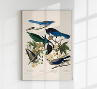 Yellow-Billed Magpie, Stellers Jay, Ultramarine Jay and Clark's Crow – Birds of America Kunstdruck — Ansicht 1