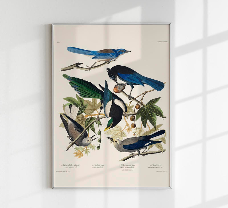 Yellow-Billed Magpie, Stellers Jay, Ultramarine Jay and Clark's Crow – Birds of America Kunstdruck — Patroa Studio