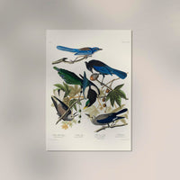 Yellow-Billed Magpie, Stellers Jay, Ultramarine Jay and Clark's Crow – Birds of America Kunstdruck — Ansicht 2