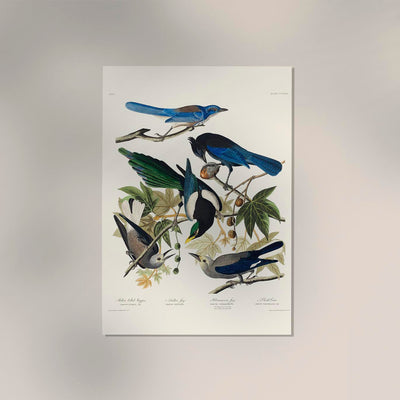 Yellow-Billed Magpie, Steller's Jay, Ultramarine Jay and Clark's Crow – Birds of America Art Print