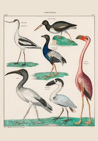 Vögel XI – Kunstdruck Collage mit Vögeln, Lithografie-Stil — Ansicht 3
