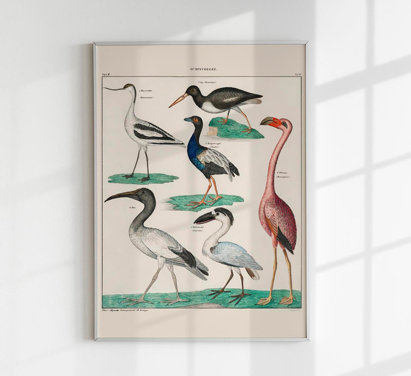 Vögel XI – Kunstdruck Collage mit Vögeln, Lithografie-Stil — Patroa Studio