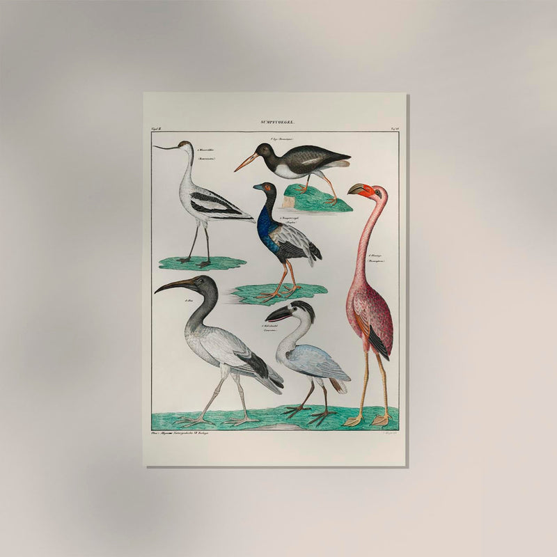 Vögel XI – Kunstdruck Collage mit Vögeln, Lithografie-Stil — Ansicht 2
