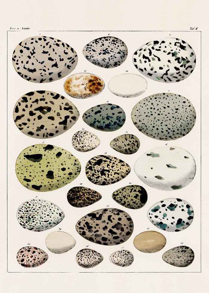 Eggs I Poster – Lithograph Kunstdruck von Patroa Studio — Ansicht 3