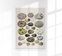 Eggs I Poster – Lithograph Kunstdruck von Patroa Studio — Ansicht 1