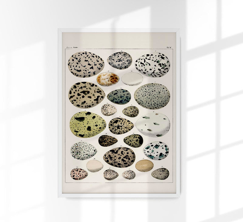 Eggs I Poster – Lithograph Kunstdruck von Patroa Studio — Patroa Studio