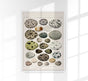 Eggs I Poster – Lithograph Kunstdruck von Patroa Studio