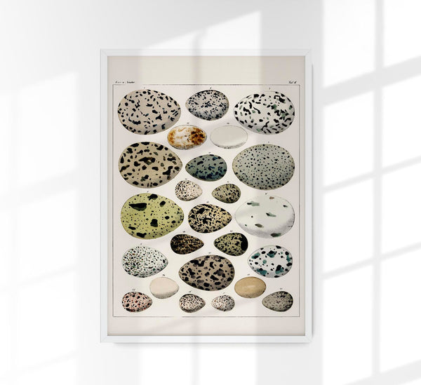 Eggs I Poster – Lithograph Kunstdruck von Patroa Studio