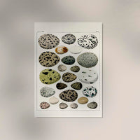 Eggs I Poster – Lithograph Kunstdruck von Patroa Studio — Ansicht 2