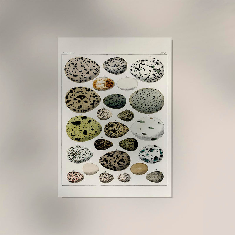 Eggs I Poster – Lithograph Kunstdruck von Patroa Studio — Ansicht 2