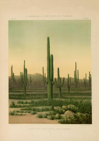 American Cactus – Vintage Poster | Botanische Illustration | Wüstenflora