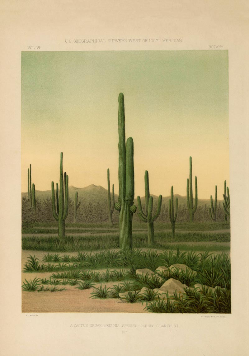 American Cactus Vintage Poster – Botanische Illustration | Patroa Studio — Ansicht 4