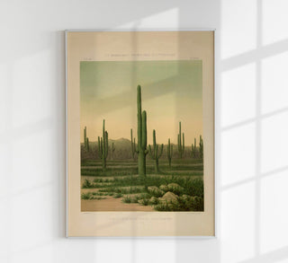 American Cactus – Vintage Poster | Botanische Illustration | Wüstenflora