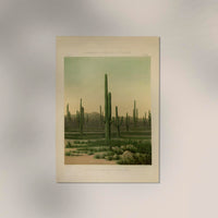 American Cactus Vintage Poster – Botanische Illustration | Patroa Studio — Ansicht 3