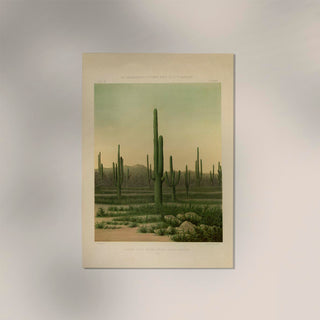 American Cactus – Vintage Poster | Botanische Illustration | Wüstenflora