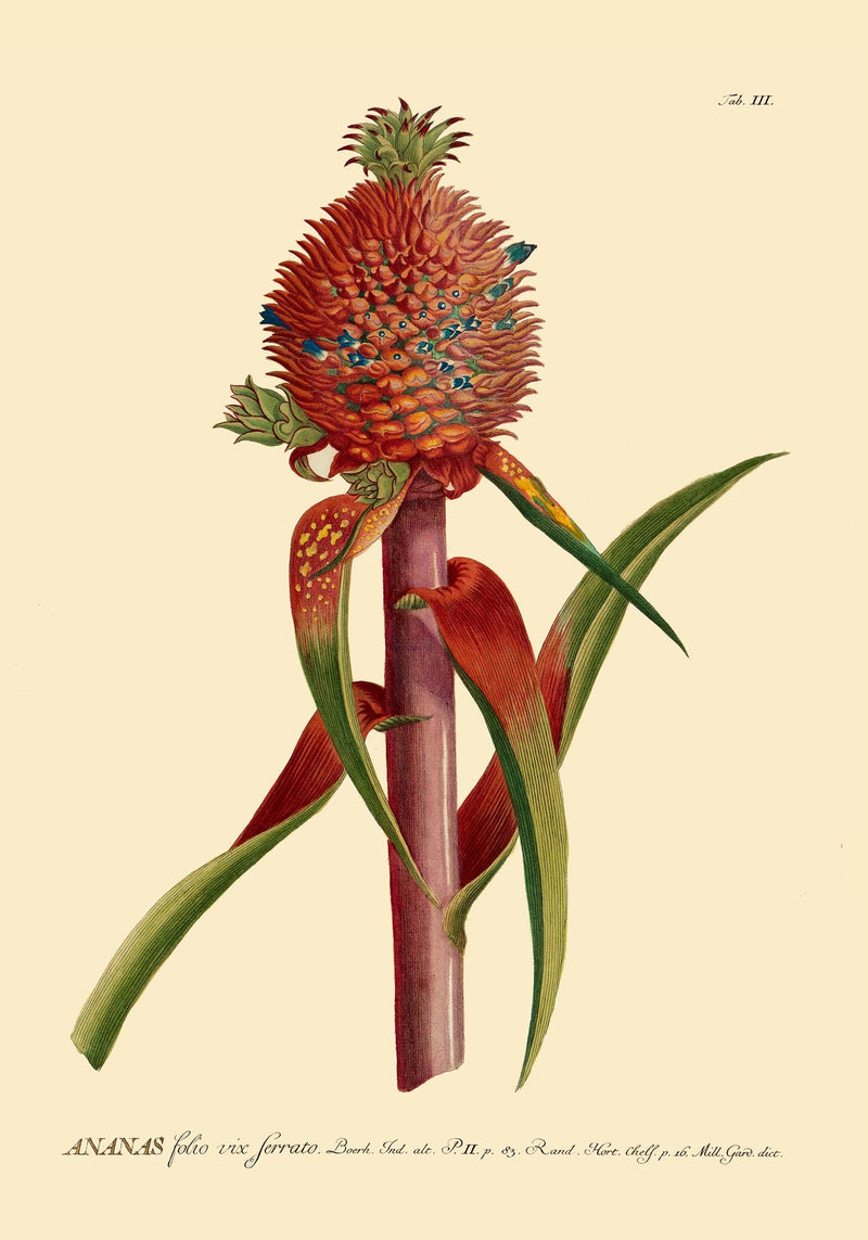 Red Ananas Poster – Fine Art Print Atelierdruck Berlin — Ansicht 3