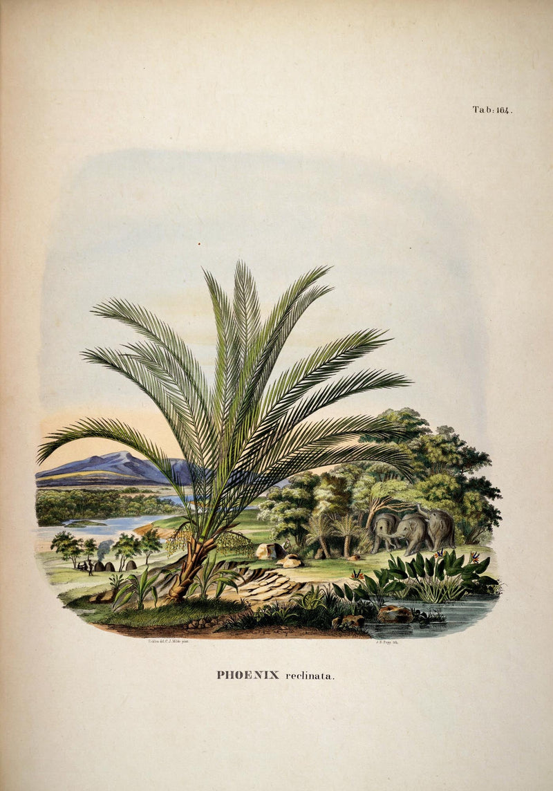 Phoenix Reclinata Tree – Fine Art Print UV-beständig | Senegal-Dattelpalme — Ansicht 3