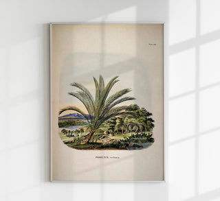 Phoenix Reclinata Tree – Fine Art Print | UV-beständig | Senegal-Dattelpalme