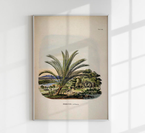 Phoenix Reclinata Tree – Fine Art Print UV-resistant | Senegal Date Palm