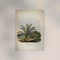 Phoenix Reclinata Tree – Fine Art Print UV-beständig | Senegal-Dattelpalme — Ansicht 2
