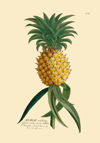 Ananas – Botanisches Poster | Feine Pflanzenillustration | UV-beständig