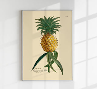 Ananas – Botanisches Poster | Feine Pflanzenillustration | UV-beständig