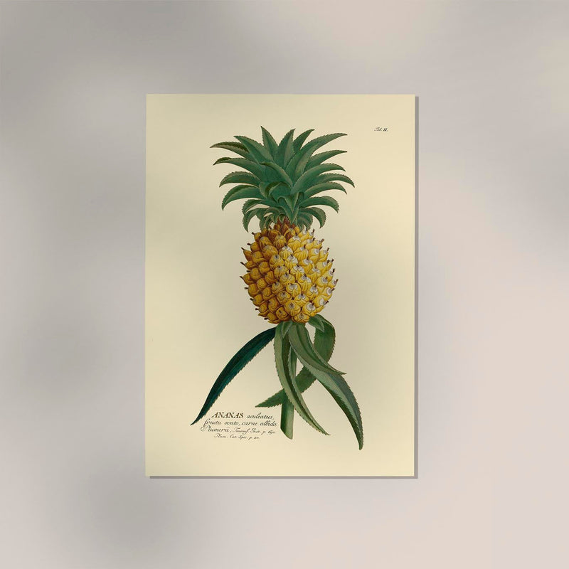 Pineapple - Botanical Poster | Fine Plant Illustration | UV Resistant — Ansicht 2