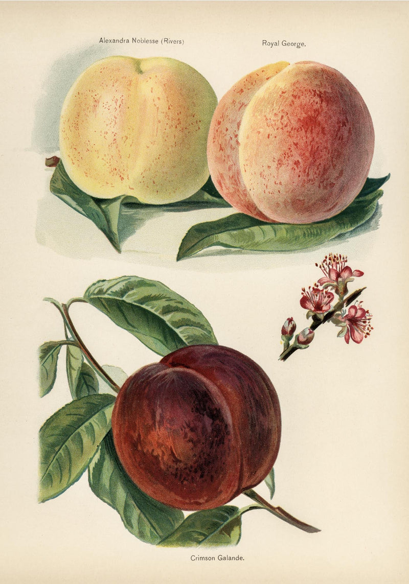 Crimson Galande Peaches – Fine Art Print | Fruit Poster | Painterly Still Life Art — Ansicht 3