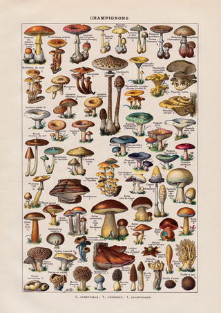 Vintage Champignon Chart by Adolphe Millot Poster – Fine Art Paper | Canvas | UV‑archivfest