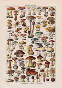 Vintage Champignon Chart by Adolphe Millot Poster – Fine Art Paper oder Canvas — Ansicht 4