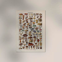 Vintage Champignon Chart by Adolphe Millot Poster – Fine Art Paper oder Canvas — Ansicht 3