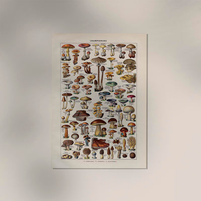 Vintage Champignon Chart by Adolphe Millot Poster – Fine Art Paper oder Canvas