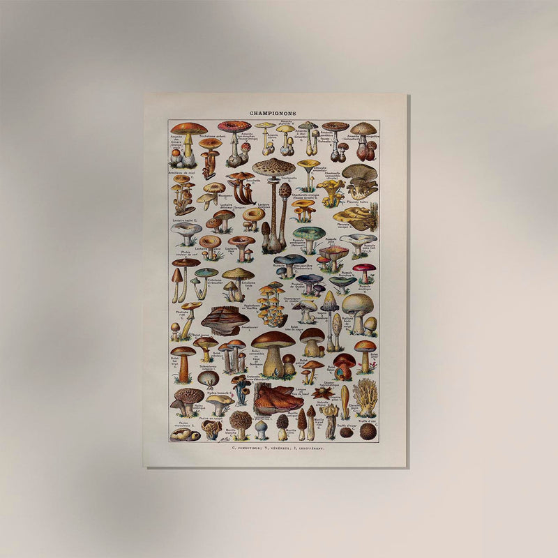 Vintage Champignon Chart by Adolphe Millot Poster – Fine Art Paper oder Canvas — Ansicht 3
