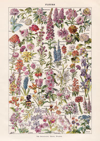 Fleur – Vintage Blüten-Poster von Adolphe Millot, Kunstdruck — Ansicht 4