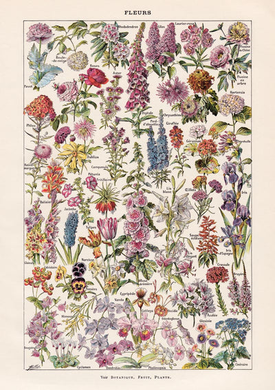 Fleur – Vintage Blüten-Poster von Adolphe Millot, Kunstdruck