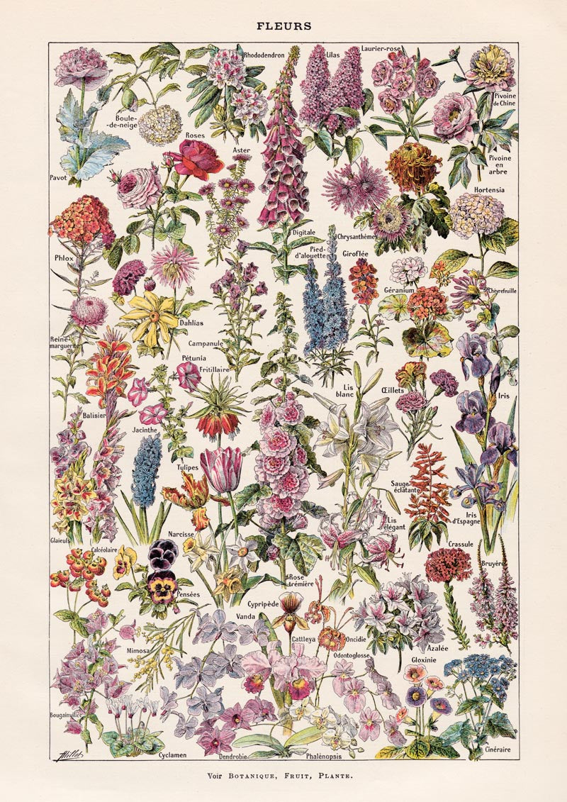 Fleur – Vintage Blüten-Poster von Adolphe Millot, Kunstdruck — Ansicht 4