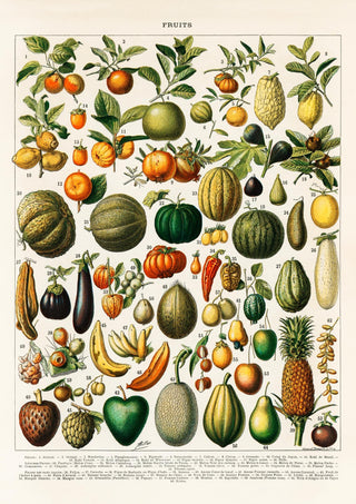 Fruits And Legumes Antique Chart by Adolphe Millot Poster – Vintage Obst & Gemüse | Fine Art Print | Canvas