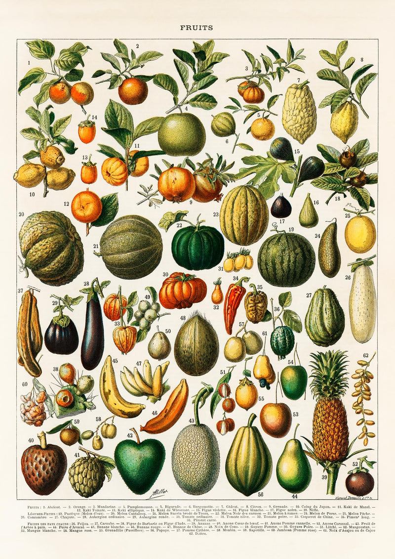 Fruits And Legumes Antique Chart by Adolphe Millot Poster – Vintage Fruits & Vegetables Fine Art Print — Ansicht 3