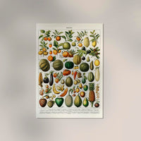 Fruits And Legumes Antique Chart by Adolphe Millot Poster – Vintage Fruits & Vegetables Fine Art Print — Ansicht 2
