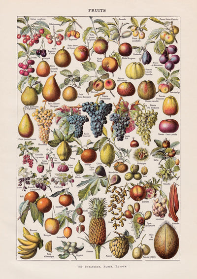 Vintage Fruits Chart by Adolphe Millot – Fine Art Print UV-resistant Made in Berlin