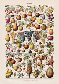 Vintage Fruits Chart by Adolphe Millot – Fine Art Print UV-resistent Made in Berlin — Ansicht 3