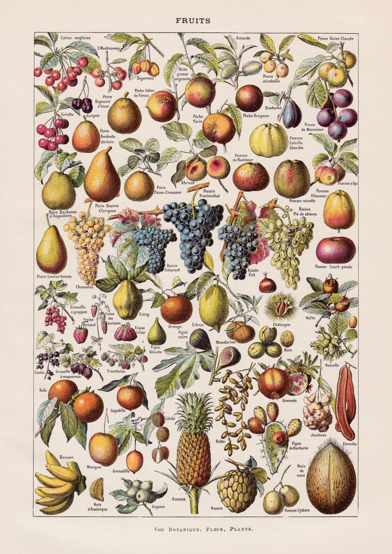 Vintage Fruits Chart by Adolphe Millot – Fine Art Print UV-resistent Made in Berlin — Ansicht 3
