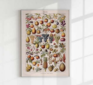 Vintage Fruits Chart by Adolphe Millot – Fine Art Print | UV-resistent | Made in Berlin