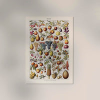 Vintage Fruits Chart by Adolphe Millot – Fine Art Print UV-resistent Made in Berlin — Ansicht 2