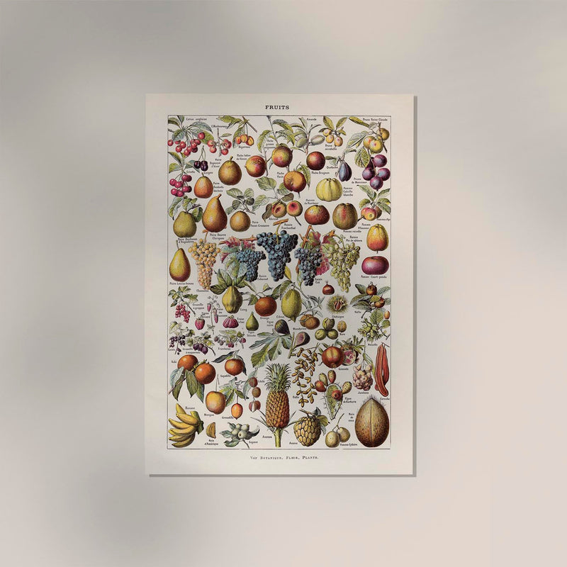 Vintage Fruits Chart by Adolphe Millot – Fine Art Print UV-resistent Made in Berlin — Ansicht 2